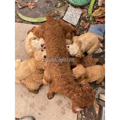 Chó Quận Bình Tân - Hồ Chí Minh Chó Poodle Nhà Đẻ Quận Tân Phú Hcm Chó Quận Bình Tân - Hồ Chí Minh Chó Poodle Nhà Đẻ Quận Tân Phú Hcm
