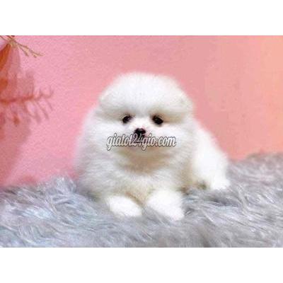 chó quận 1 - hồ chí minh | chó phốc sóc size mini xinh ...