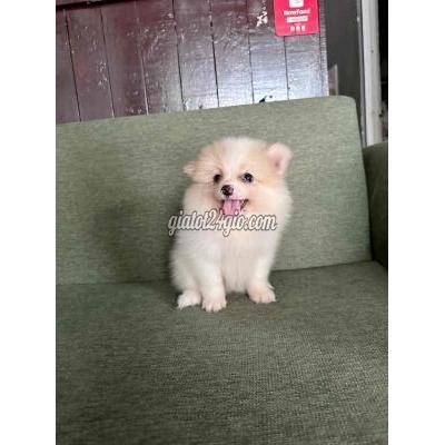 Chó Thành Phố Thủ Đức - Hồ Chí Minh Pom Phóc Sóc Teacup Thuần Chủng Nhà Đẻ Chó Thành Phố Thủ Đức - Hồ Chí Minh Pom Phóc Sóc Teacup Thuần Chủng Nhà Đẻ