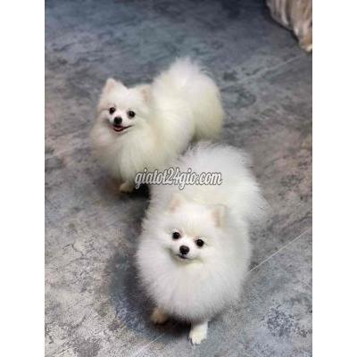 chó quận bình tân - hồ chí minh | phốc sóc trưởng thành tiêm ...