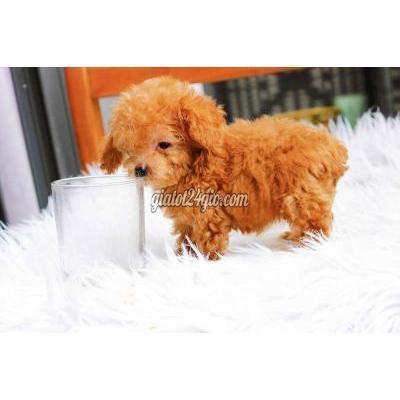 chó thành phố thủ đức - hồ chí minh | bé cái micro teacup nâu đỏ 3tháng tuổi bé ...