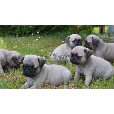 chó quận gò vấp - hồ chí minh | chó pug mặt xệ 3 tháng tiêm 2 mũi giá 2,4 ...