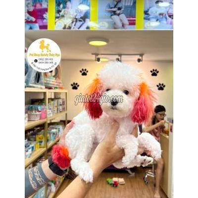 chó quận 5 - hồ chí minh | bé poodle đực 8 tháng tìm nhà ...