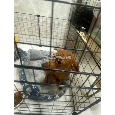 chó quận gò vấp - hồ chí minh | bán dòng ...