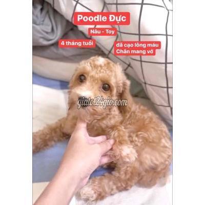 chó quận tân bình - hồ chí minh | poodle đực toy thuần đã cạo lông máu full ...