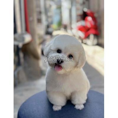 chó quận gò vấp - hồ chí minh | chó nhà đẻ cần ...