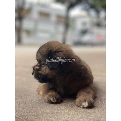 Chó Quận Bình Tân - Hồ Chí Minh Chó Con Chó Quận Bình Tân - Hồ Chí Minh Chó Con