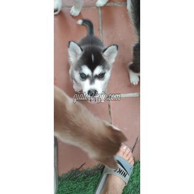 chó quận bình tân - hồ chí minh | cần tìm nhà mới cho tiểu ngáo husky đen mắt ...