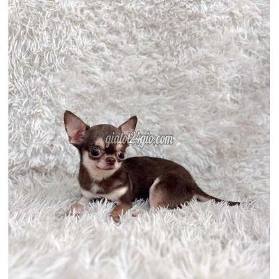 chó quận tân bình - hồ chí minh | chihuahua socola teacup cái siêu phẩm ...