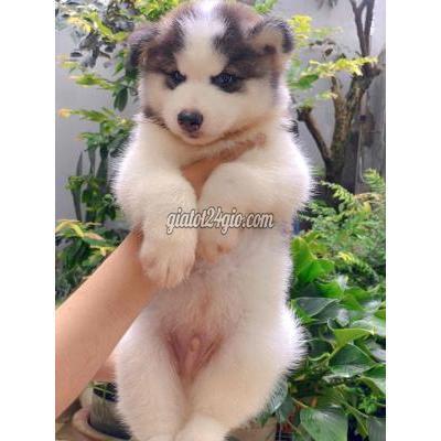 chó thành phố thủ đức - hồ chí minh | chó husky wooly thuần màu bò sữa ...