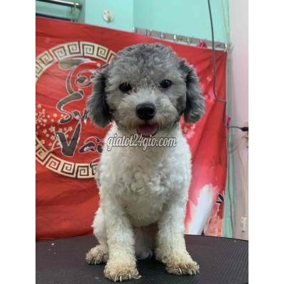 chó quận bình thạnh - hồ chí minh | poodle bò xám ...