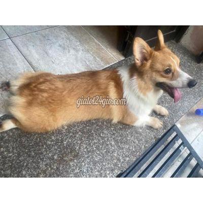 Chó Quận 3 - Hồ Chí Minh Cần Tìm Người Yêu Thương Bé, Bé Vẫn Còn Trẻ Con Chó Quận 3 - Hồ Chí Minh Cần Tìm Người Yêu Thương Bé, Bé Vẫn Còn Trẻ Con