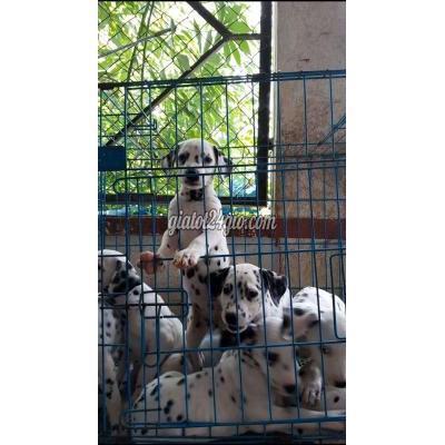 chó huyện củ chi - hồ chí minh | chó đốm đông đúc và nhiều, nông trại đốm thuần ...