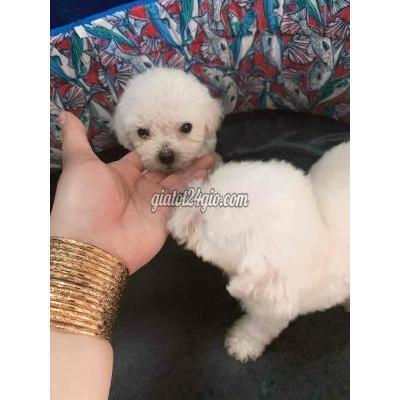 chó quận 8 - hồ chí minh | tìm nhà mới cho mấy bé tinyteacup nhà ...