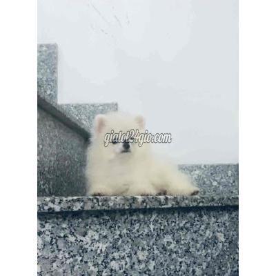 chó quận tân bình - hồ chí minh | pomeranian ...