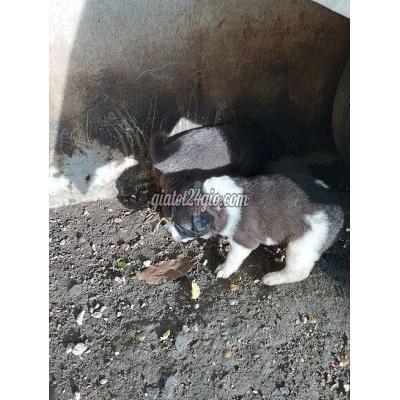 chó quận 8 - hồ chí minh | chó con muốn bán cho những bạn ...