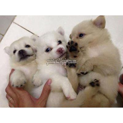 chó quận 11 - hồ chí minh | chó samoyed nhật 2 ...