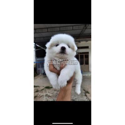 chó quận phú nhuận - hồ chí minh | fox soc f1 mini 500gr chó nhà ...