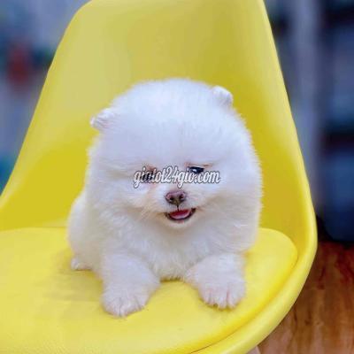 Chó Quận Bình Tân - Hồ Chí Minh Phốc Sóc Mini Trắng Nhỏ Xinh Chó Quận Bình Tân - Hồ Chí Minh Phốc Sóc Mini Trắng Nhỏ Xinh