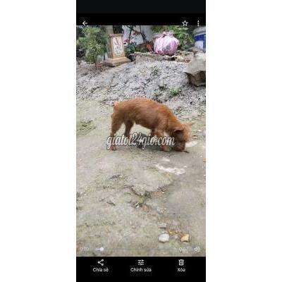 chó huyện bình xuyên - vĩnh phúc chó chihuahua lai fox