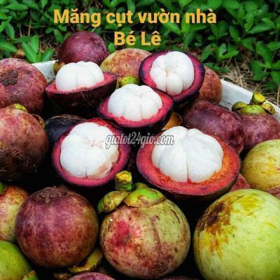 Đồ Ăn, Thực Phẩm Và Các Loại Huyện Phong Điền - Cần Thơ Măng Cụt Vườn Nhà Đồ Ăn, Thực Phẩm Và Các Loại Huyện Phong Điền - Cần Thơ Măng Cụt Vườn Nhà