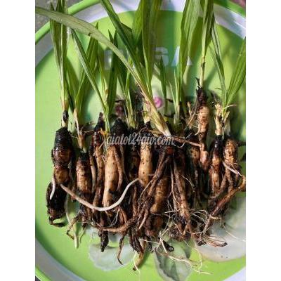 đồ ăn, thực phẩm và các loại khác thành phố thủ đức - hồ chí minh | củ sâm cau -tiên mao tươi cho phái mạnh sinh ... đồ ăn, thực phẩm và các loại khác thành phố thủ đức - hồ chí minh | củ sâm cau -tiên mao tươi cho phái mạnh sinh ...