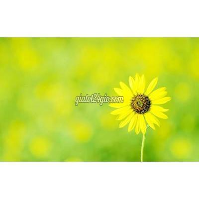 Đồ Ăn, Thực Phẩm Và Các Loại Quận 12 - Hồ Chí Minh ...tổ Yến Chưng Đường Phèn Đồ Ăn, Thực Phẩm Và Các Loại Quận 12 - Hồ Chí Minh ...tổ Yến Chưng Đường Phèn