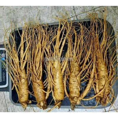 đồ ăn, thực phẩm và các loại khác quận gò vấp - hồ chí minh | sâm tươi 10 củ ... đồ ăn, thực phẩm và các loại khác quận gò vấp - hồ chí minh | sâm tươi 10 củ ...