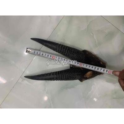 đồ sưu tầm, đồ cổ thành phố sa đéc - đồng tháp | đồ ...