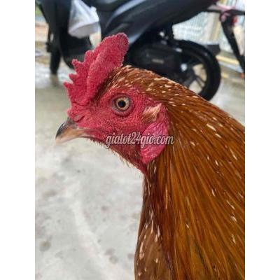 gà huyện tịnh biên - an giang | khét bông tay cục sắt trạng ...