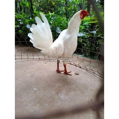 Gà Huyện Châu Thành - Bến Tre Cuban Jap 1ky4 Gà Huyện Châu Thành - Bến Tre Cuban Jap 1ky4