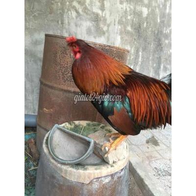 gà thành phố thuận an - bình dương | gà lai tay tốt hiện ...