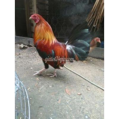 gà thành phố dĩ an - bình dương | siu mỹ 1.2kg thua ...