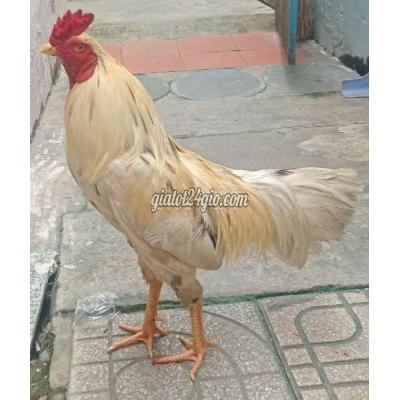 gà thành phố thuận an - bình dương | bướm 2.750 tai đặt đang nuôi chế độ. hàng đá ...