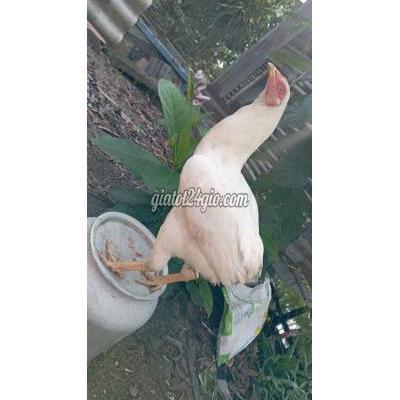 Gà Quận Cái Răng - Cần Thơ Mái Cúp 1 Ki 6 Chuẩn Bị Chịu Trống. Gà Quận Cái Răng - Cần Thơ Mái Cúp 1 Ki 6 Chuẩn Bị Chịu Trống.