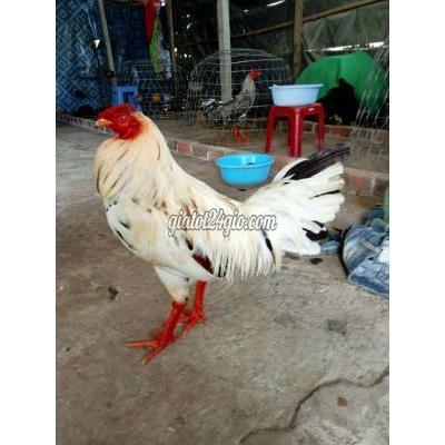 gà quận cái răng - cần thơ | tay tốt 2k5 thái mỹ 2x hư mắt .nên de re ...