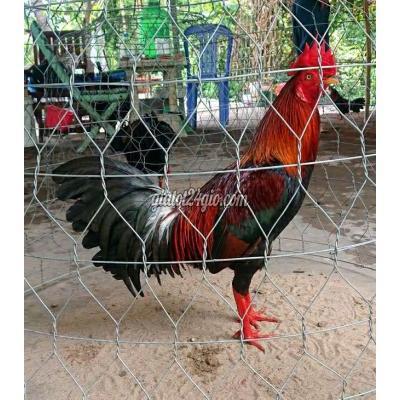 gà quận cái răng - cần thơ | siu mỹ 2kg4 trạng đá còn lên ...