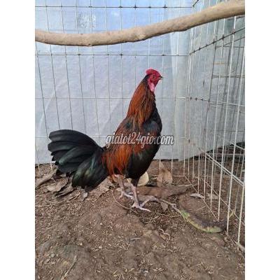 gà quận cái răng - cần thơ | giáp ...