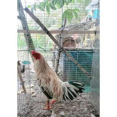 gà quận ninh kiều - cần thơ | 2,5kg cứu bướm tay tốt một ...