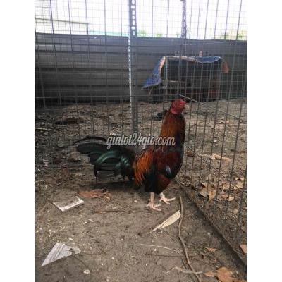 gà thành phố biên hòa - đồng nai | mini 8l, dáng đẹp, bo tốt, chốt đen, bé quá ...