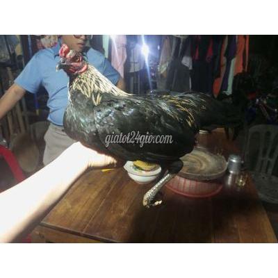 gà huyện trảng bom - đồng nai | mỹ ...