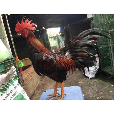 Gà Thành Phố Biên Hòa - Đồng Nai Điều Cuban 1,450kg Gà Thành Phố Biên Hòa - Đồng Nai Điều Cuban 1,450kg