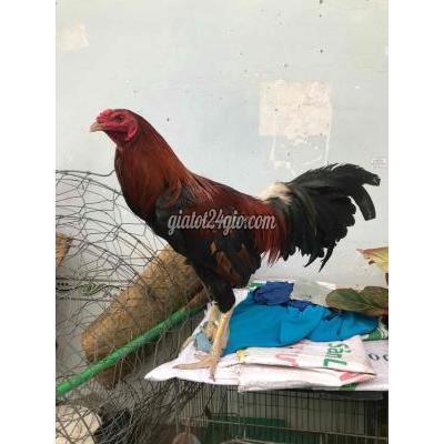 gà thành phố biên hòa - đồng nai | điều zin 1 mắt từ ...