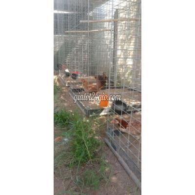 Gà Huyện Lai Vung - Đồng Tháp Gà Tre Mái Nhánh Gà Huyện Lai Vung - Đồng Tháp Gà Tre Mái Nhánh