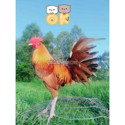 gà huyện châu thành - đồng tháp | gà khét siêu mỹ tơ 2kg6 chạng ...