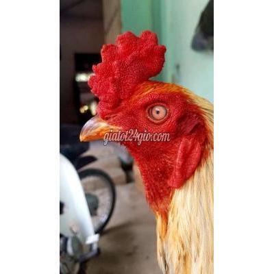 Gà Huyện Kế Sách - Sóc Trăng Chuối 3k4 Mắt Mèo Gà Huyện Kế Sách - Sóc Trăng Chuối 3k4 Mắt Mèo