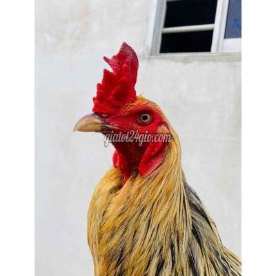 Gà Huyện Châu Thành - Tiền Giang Asill Mỹ 3kg4 Đi Lông Chuyền . Gà Huyện Châu Thành - Tiền Giang Asill Mỹ 3kg4 Đi Lông Chuyền .
