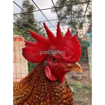 gà thị xã cai lậy - tiền giang | gà cú 2.7kg win ...