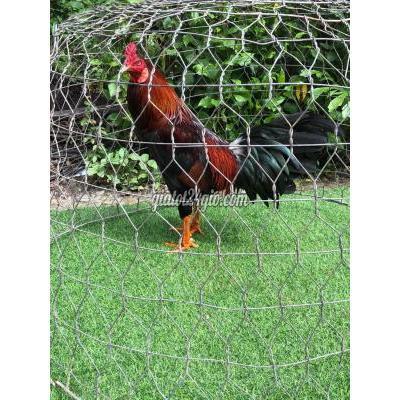 gà thành phố mỹ tho - tiền giang | gà điều chân vàng 3kg lông mới tay tốt tơ ...