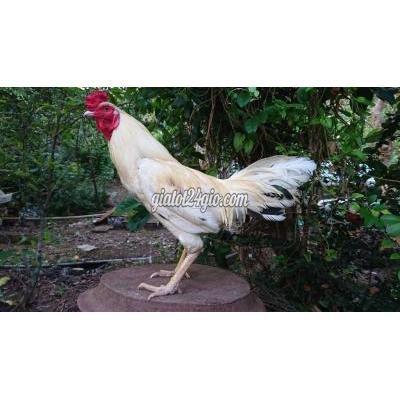Gà Quận Bình Tân - Hồ Chí Minh Gà Nòi Bướm 3kg2 Dáng Lực Gà Quận Bình Tân - Hồ Chí Minh Gà Nòi Bướm 3kg2 Dáng Lực